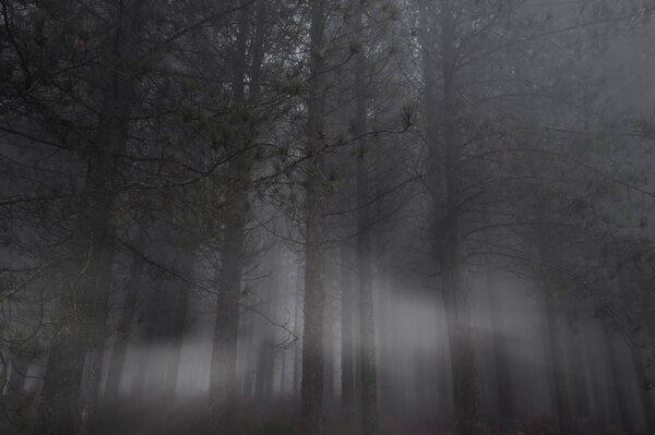 Dark forest in the evening with light rays