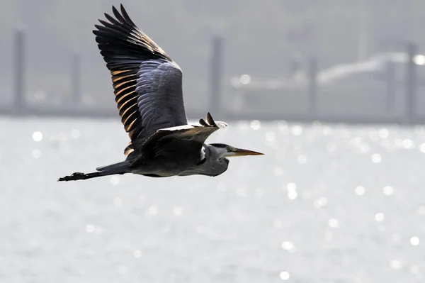 Hinterleuchteter Reiher im Flug — Stockfoto