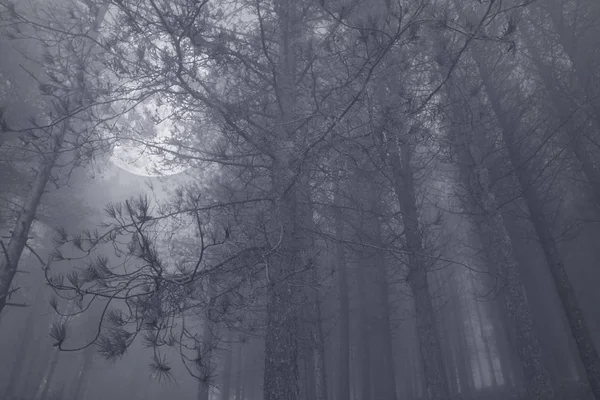 Stigande fullmåne i dimmiga skogar — Stockfoto