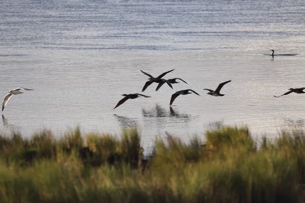 Podświetlone kormorany w locie nad rzeką — Zdjęcie stockowe