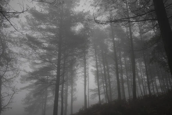 Mystiska Dimmig Skog Skymningen — Stockfoto