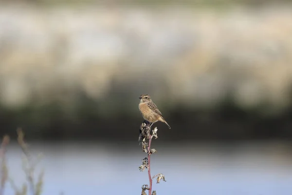 美丽的小鸟 Cartaxo Nortenho 来自葡萄牙北部的Meadow — 图库照片