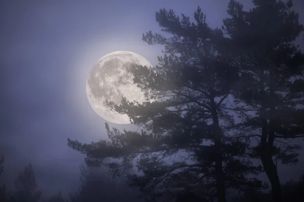 Stijgende Volle Maan Nacht Een Mistig Bos — Stockfoto