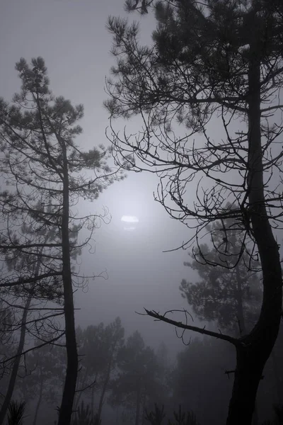 霧に包まれた満月の夜の神秘的な森 — ストック写真
