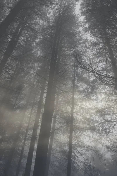 Záhadné Lesy Zamlžené Úplňkové Noci — Stock fotografie