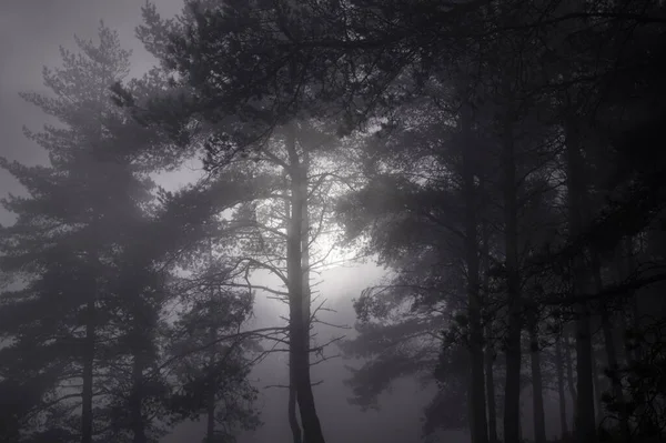 Mystérieux Bois Dans Une Nuit Pleine Lune Brumeuse — Photo