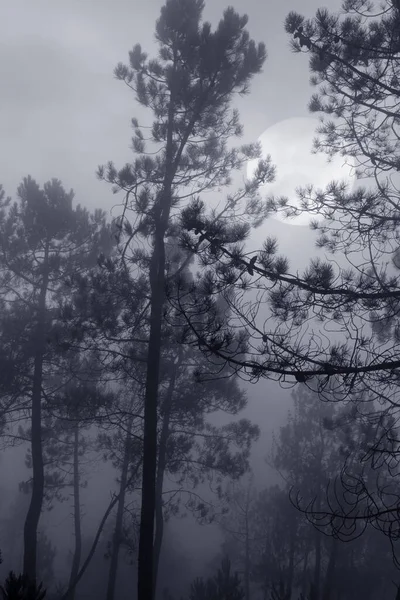 Mysterious Woods Foggy Full Moon Night — Stock Photo, Image