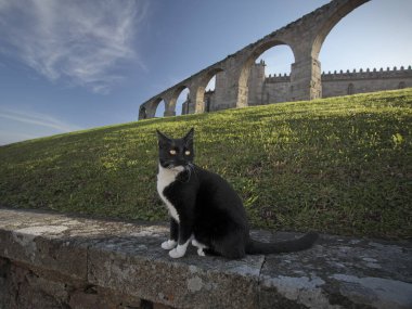 Ortaçağ manastırından gizemli bir kedi..