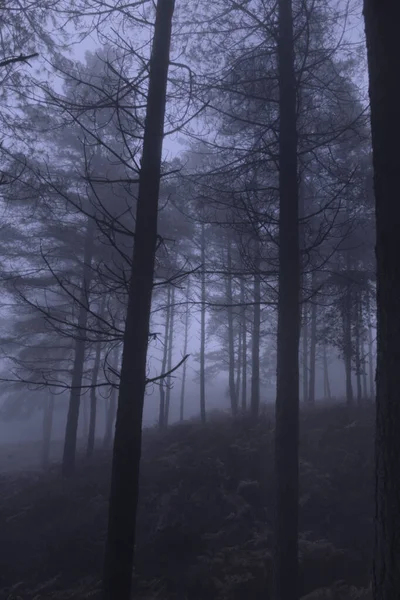 Mysterious Foggy Woods Nigt — Stock Photo, Image