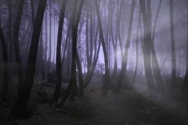 Gece geç saatlerde sisli ağaçlar, ışık huzmeleri...