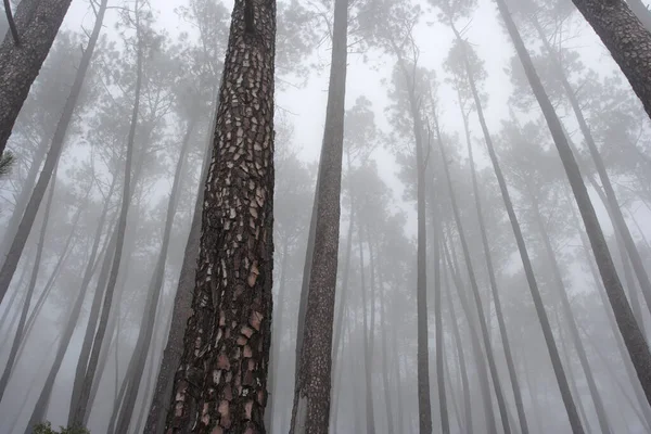 Bela Floresta Misteriosa Pinheiros Nebulosos — Fotografia de Stock