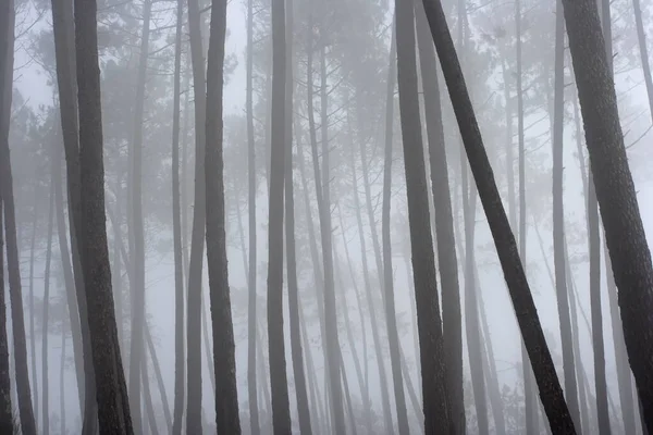 美しい神秘的な霧の松の森 — ストック写真