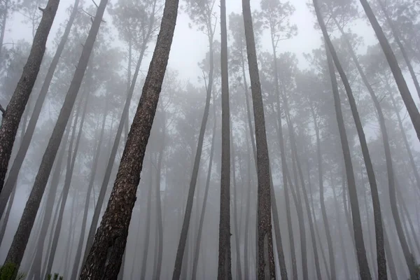 Bela Floresta Misteriosa Pinheiros Nebulosos — Fotografia de Stock