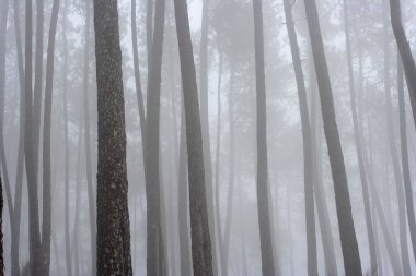 Güzel gizemli sisli çam ağaçları.