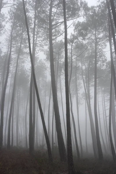 Prachtige Mysterieuze Mistige Dennenbossen — Stockfoto