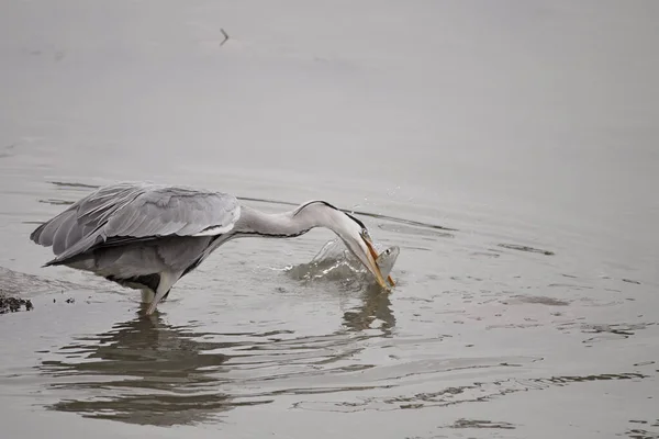 Reiher Fängt Gerade Eine Meeräsche Aus Dem Wasser Des Douro — Stockfoto