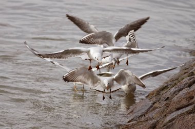 Ternler yiyecek aramak için Douro nehrinin üzerinde uçuyor.