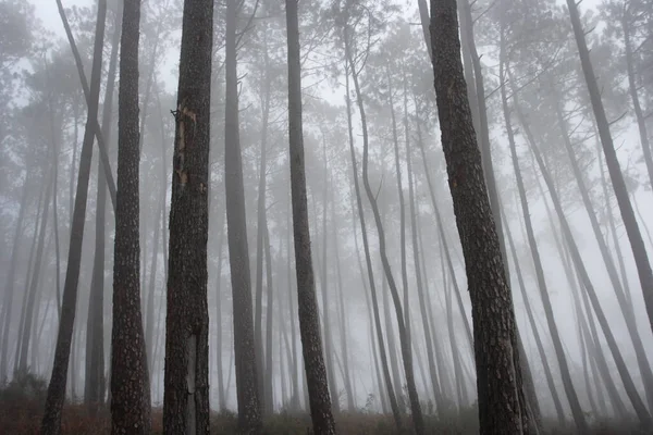 Bela Floresta Misteriosa Pinheiros Nebulosos — Fotografia de Stock