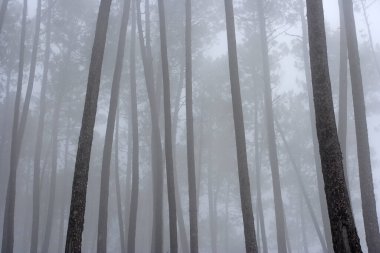 Güzel gizemli sisli çam ağaçları.
