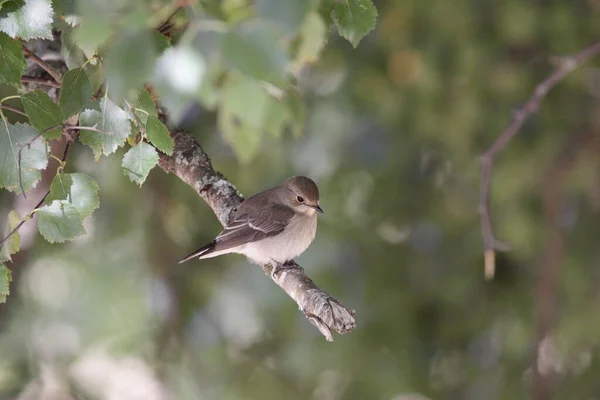 Pássaro Selvagem Pequeno Bonito Norte Portugal — Fotografia de Stock