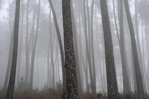 美丽而神秘的雾雾松林 — 图库照片