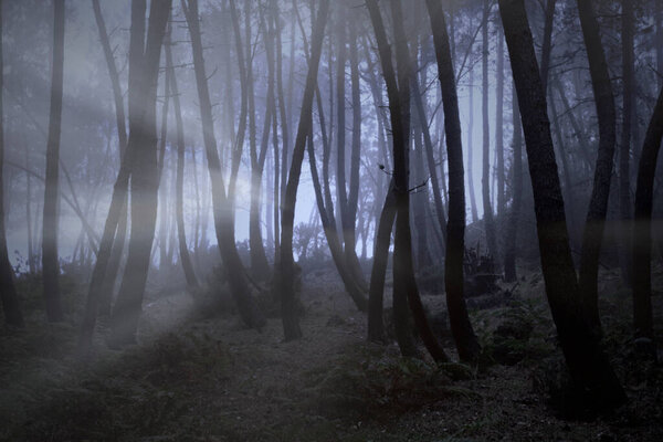Late evening foggy woods with light rays