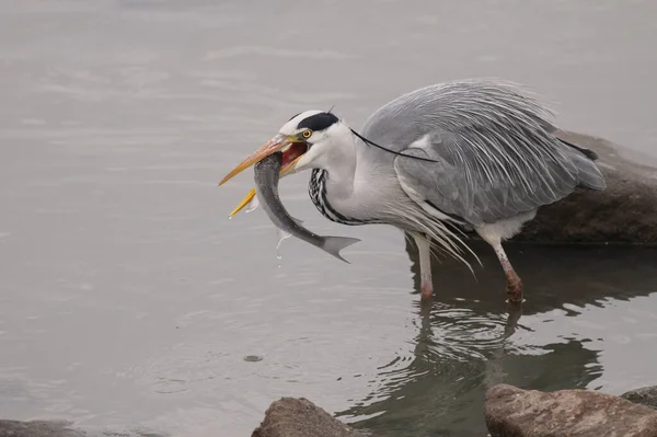 Garça Comer Uma Tainha Que Tinha Acabado Apanhar Nas Águas — Fotografia de Stock