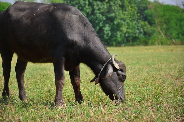 Buffalo Indio Pastando Prado — Foto de Stock