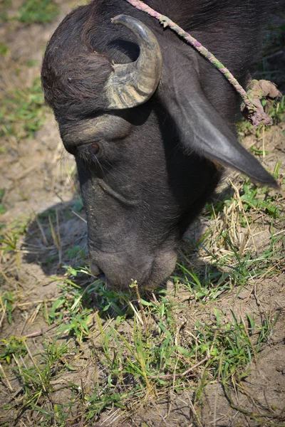 Bison Indien Broutant Dans Prairie — Photo