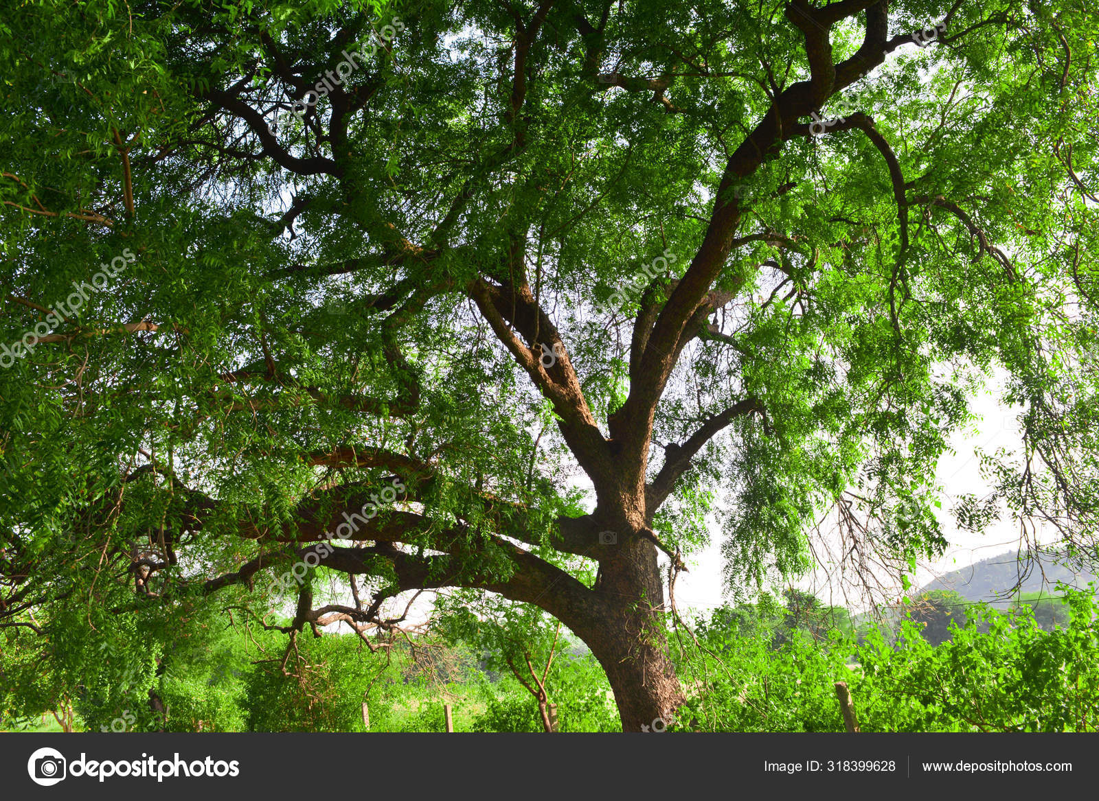 Big Neem Tree Azadirachta Indica Village Very Powerful Indian Medicinal Stock Photo C Sahilghosh1086