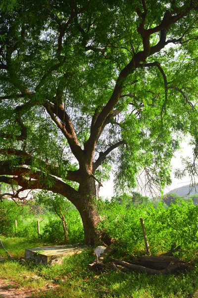 Grande Árvore Neem Azadirachta Indica Aldeia Árvore Medicinal Indiana Muito — Fotografia de Stock