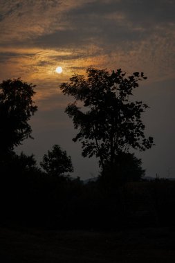 Gün batımında ağaçların silueti Tikamgarh, Madhya Pradesh, Hindistan.