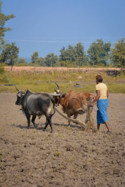 Tikamgarh, Madhya Pradesh, Hindistan - 18 Kasım 2019: Kimliği belirsiz Hintli çiftçi öküzleriyle çiftliğinde çalışıyor.