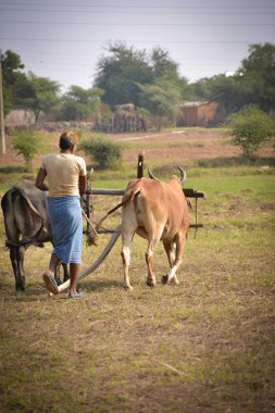 Tikamgarh, Madhya Pradesh, Hindistan - 18 Kasım 2019: Kimliği belirsiz Hintli çiftçi öküzleriyle çiftliğinde çalışıyor.