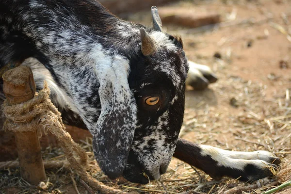 Photo Rapprochée Une Chèvre Dans Une Ferme Village — Photo