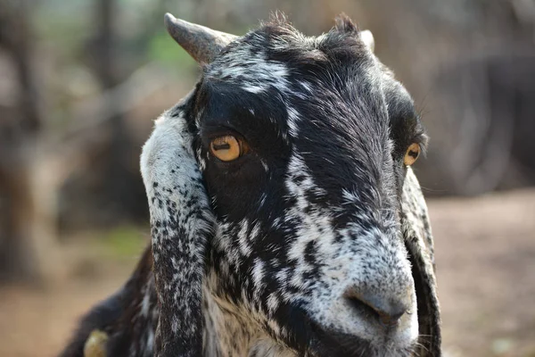 Nahaufnahme Einer Ziege Auf Einem Bauernhof Dorf — Stockfoto
