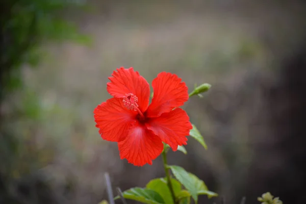 Flor Hibisco Vermelho Fundo Verde — Fotografia de Stock