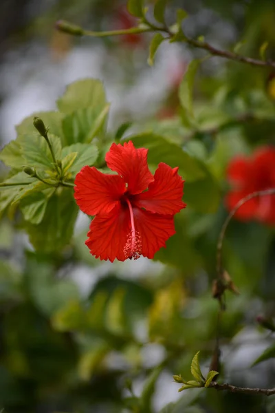 Flor Hibisco Rojo Sobre Fondo Verde — Foto de Stock