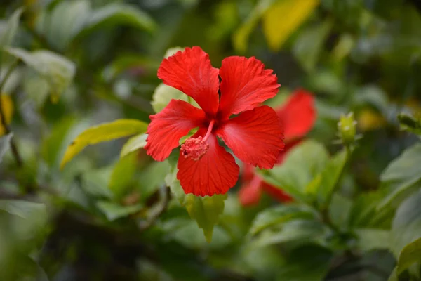 Röd Hibiskus Blomma Grön Bakgrund — Stockfoto