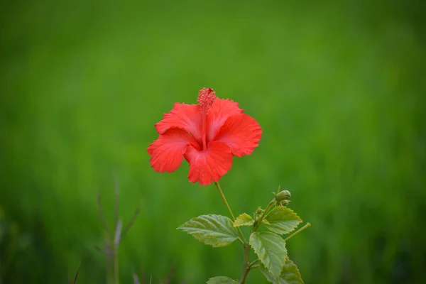 Flor Hibisco Rojo Sobre Fondo Verde — Foto de Stock