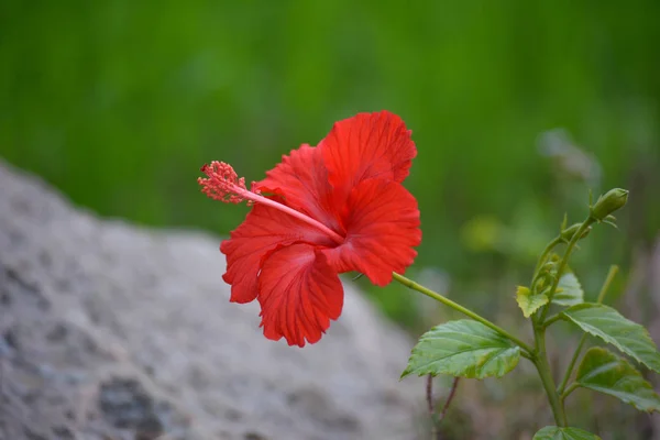 Flor Hibisco Vermelho Fundo Verde — Fotografia de Stock