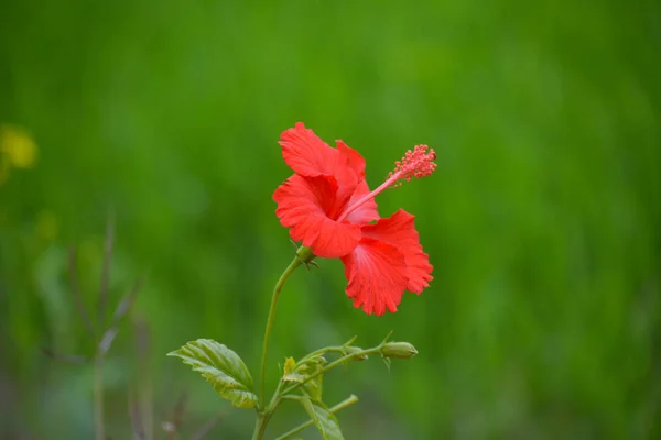 Rode Hibiscus Bloem Een Groene Achtergrond — Stockfoto