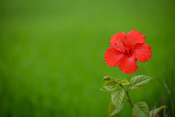 Flor Hibisco Rojo Sobre Fondo Verde — Foto de Stock