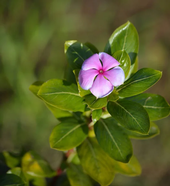 Rosa Periwinkle Flor Jardim — Fotografia de Stock