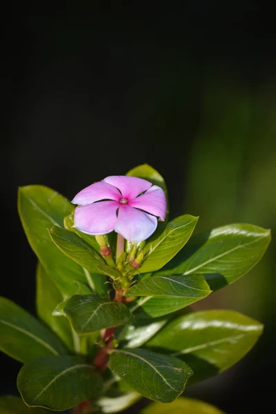 Rosa Periwinkle Flor Jardim — Fotografia de Stock