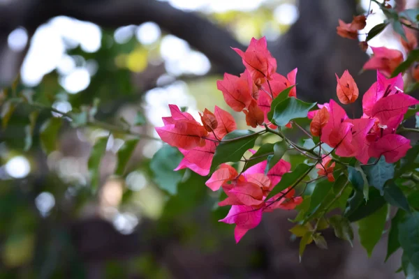 Primer Plano Hermosa Vista Naturaleza Flor Bougainvillea Jardín Fondo Floral — Foto de Stock