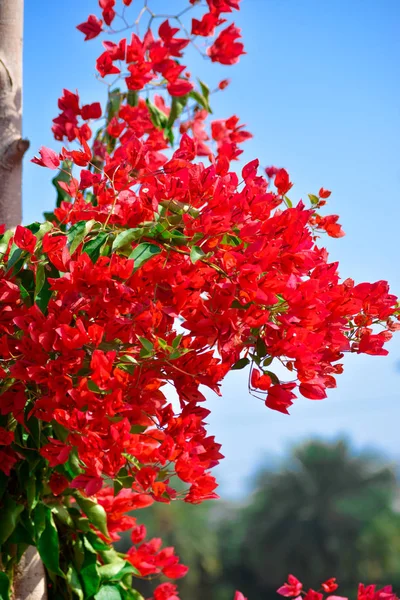 Mooie Kleurrijke Bougainvillea Bloemen — Stockfoto