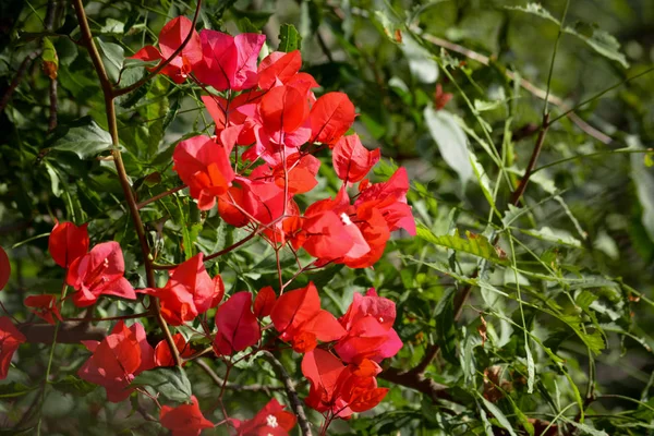 Primer Plano Hermosa Vista Naturaleza Flor Bougainvillea Jardín Fondo Floral —  Fotos de Stock