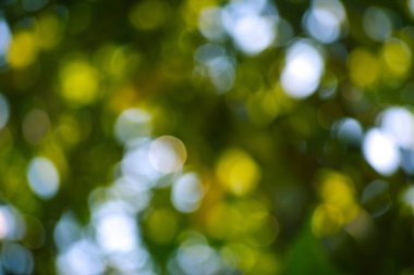 Nature background of sunlight bokeh in morning