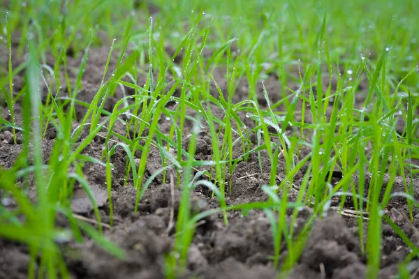 Junge Weizen Sämlinge Die Einem Boden Wachsen — Stockfoto